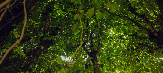 Forest vegetation ivy wall tree trunk leaves garden nature stone rock water waterfall fall pool park reserve protection healthy life vacation environment beautiful healthy