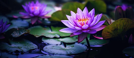 Foto op Canvas A cluster of vibrant purple water lilies floating gracefully on the surface of a pond, their delicate petals shining in the sunlight. © AkuAku