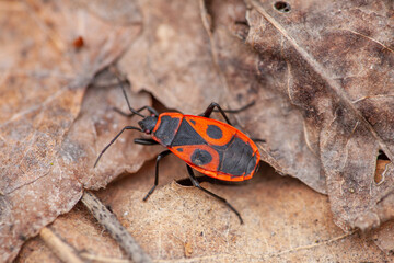 Red beetle on leaves, a terrestrial arthropod, also known as a shield bug
