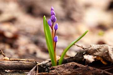 A petite wildflower emerges from the soil, showcasing its delicate purple petals
