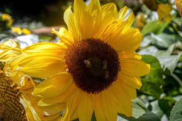 Naklejka premium Hobart, Tasmania, Australia