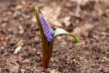 A small purple flower blooms from the terrestrial plant in the soil