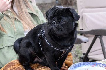 black young pug sits in the arms of its owner 1