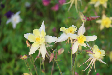 Flowers in a sunny garden