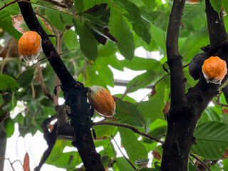Close up of yellow cocoa pods growing on a tree