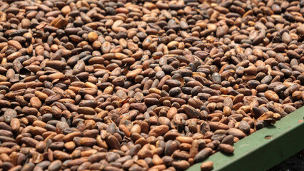 Costa Rica drying coffee beans - Coffee Tour La Fortuna