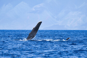 Fototapeta premium Young humpback on its side at the surface with petoral fin extended.