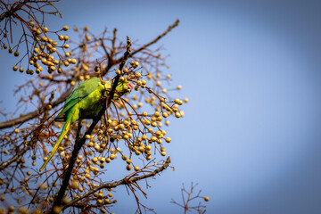 Giardini degli angeli.