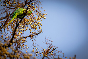Giardini degli angeli.