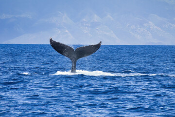 Uninique slender humpback whale tail.