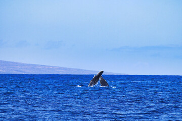 Naklejka premium Mother and baby humpbacks tenderly touching pectoral fins.