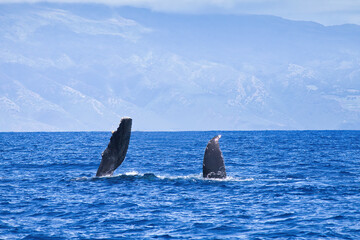 Fototapeta premium Baby humpback whale on its side with pectoral fin extednded.