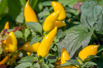 Capsicum annuum, kleine gelbe Paprika als Zierpflanze