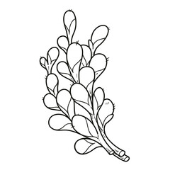 Blooming Willow twigs on branches outlined for coloring