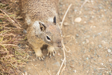 Squirrel sitting on the ground