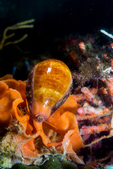 Cowrie, Cowry, Cypraea,Zonaria pyrum, Mollusca, Gastropoda, Gulf of Asinara, Sardinia, (Sardinia), Italy (Mediterranean sea)..
