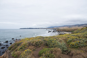 Coast of California and yellow wildflowers in foreground, USA
