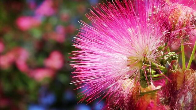 Flowering tree branches of Albizia julibrissin, Persian silk tree. Chinese acacia pink blossoming fluffy flowers in a spring botanical garden, park. 