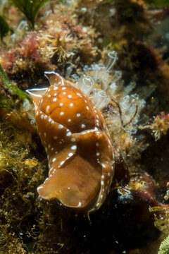 Sea slug, Aglaja tricolorata, Headshield slug Alghero, Mediterranean sea, Sardinia, Italy