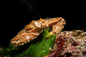 Elbow crab (Parthenope sp.) Mediterranean sea, Alghero, Sardinia, Italy