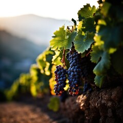 Naklejka premium a bunches of grapes on a vine