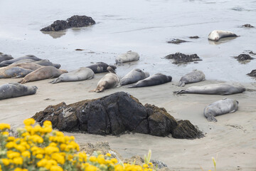 Elephant seals laying on a sand beach
