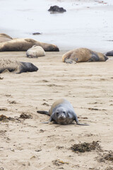 Elephant seals laying on a sand beach