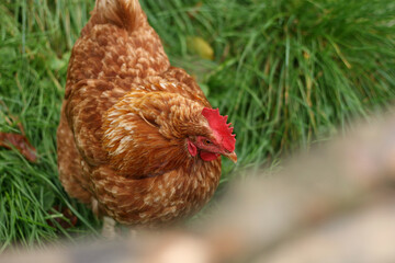 ISA Brown hen walking in farm, Reddish brown and red color of chicken feathers