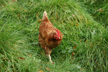 ISA Brown hen walking in farm, Reddish brown and red color of chicken feathers