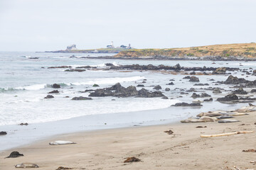 Elephant seals laying on a sand beach
