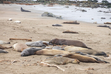 Elephant seals laying on a sand beach
