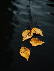 a yellow leaves floating on water