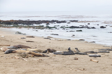 Elephant seals laying on a sand beach
