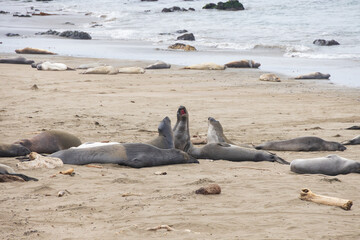 Elephant seals laying on a sand beach