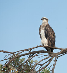 Eastern osprey, pandion haliaetus cristatus, Australian bird of pray,