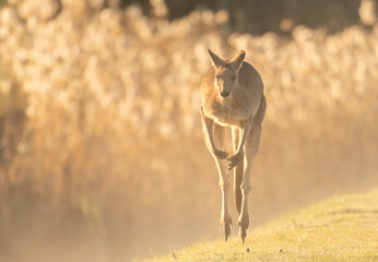 The eastern grey kangaroo (Macropus giganteus)  on a sunlite foggey day. - obrazy, fototapety, plakaty