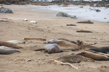 Elephant seals laying on a sand beach
