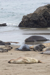 Elephant seals laying on a sand beach