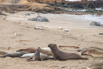 Elephant seals laying on a sand beach