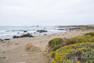 Fototapeta na wymiar Coast of California and yellow flowers in foreground, USA