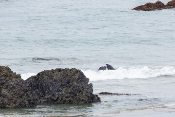 Elephant seals in the ocean and waves breaking on rocks 
