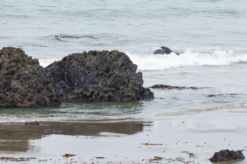 Elephant seals in the ocean and waves breaking on rocks 