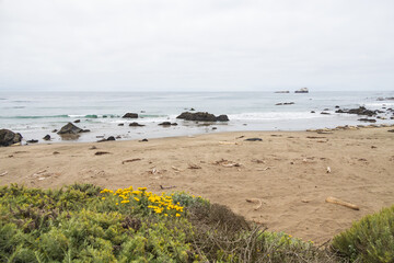 Coast of California and yellow wildflowers in foreground, USA