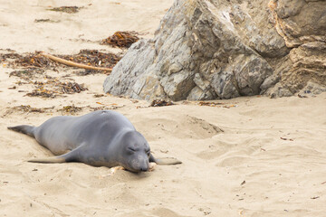 Elephant seal laying on a sand beach
