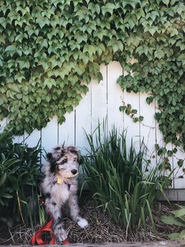 Australian Shepherd Poodle mix puppy
