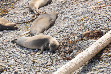 Elephant seals laying on a rock beach
