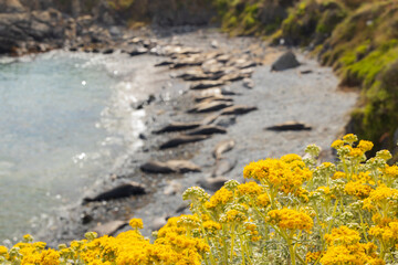 Elephant seals laying on a rock beach - Powered by Adobe