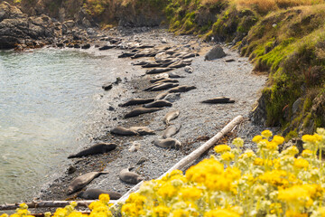 Elephant seals laying on a rock beach