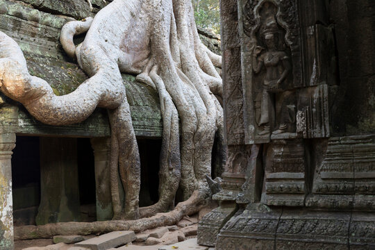 Temple in Angkor Wat complex with tree grown upon roof