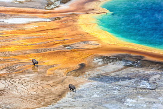 Bisons walking the Grand Prismatic Pool, Yellowstone National Park